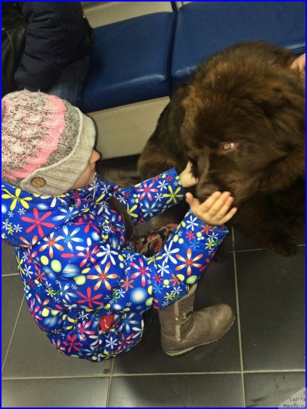 Фото: ньюфаундленд Браунблад МСК Хаким Голд Хайдар (Brownblood MSK Hakim Gold Haydar)