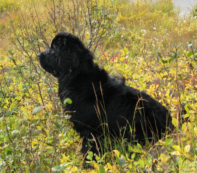 Фото: ньюфаундленд Жасмин Северный Каприз из Медвежьего Яра (Zhasmine Severny Caprice iz Medvejyego Yara)