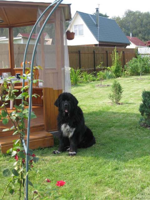 Фото: ньюфаундленд Gift of Destiny Midnight Bear