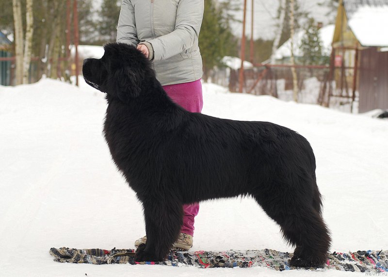 Фотография № 175230