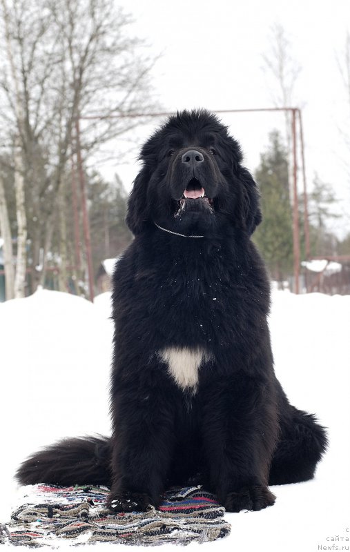 Фотография № 175232