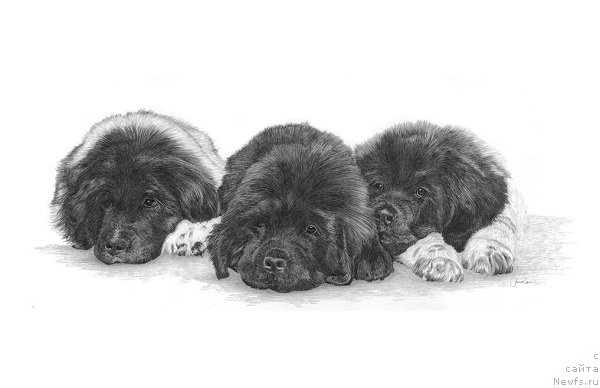 Фотография № 175242