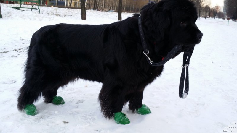 Фото: ньюфаундленд Black Blues iz Volotova