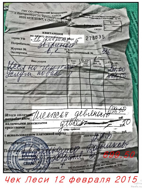 Фото: ньюфаундленд Валенсия Черная Жемчужина