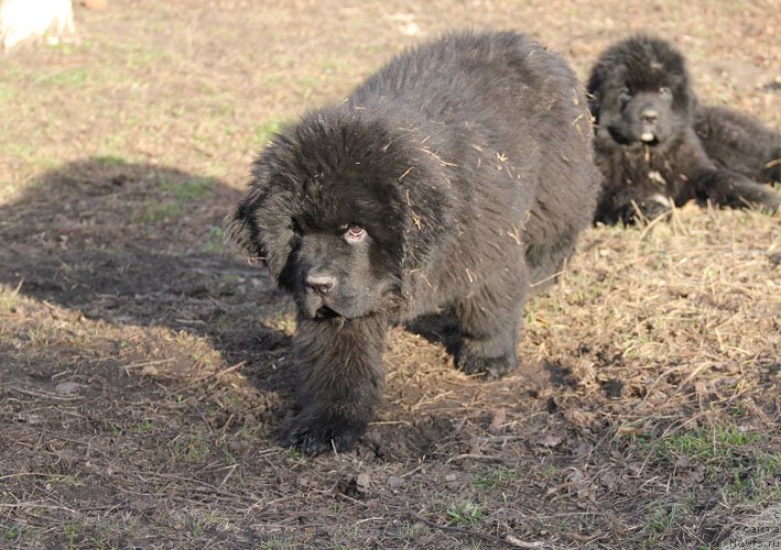 Фото: ньюфаундленд Гренадер с Берега Дона (Grenader s Berega Dona)