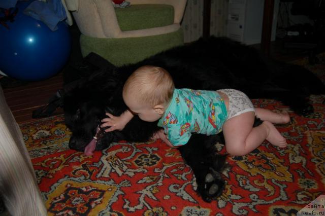 Фото: ньюфаундленд Рыцарь Благородный от Марлеон Дусвик