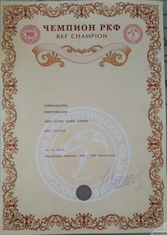 Фото: ньюфаундленд Сент Джонс Донна Саммер (Sent Djons Donna Summer)