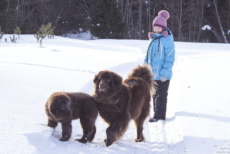 Фото: ньюфаундленд Сверкающая Гора Машаме (Sverkayuzhaya Gora Mashame), ньюфаундленд Наоми Таголири фор Браунблад (Naomi Tagoliri for Brouwnblood)