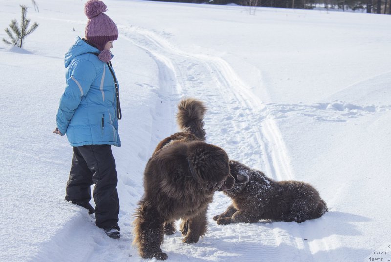 Фото: ньюфаундленд Сверкающая Гора Машаме (Sverkayuzhaya Gora Mashame), ньюфаундленд Наоми Таголири фор Браунблад (Naomi Tagoliri for Brouwnblood)