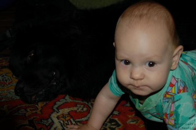 Фото: ньюфаундленд Рыцарь Благородный от Марлеон Дусвик