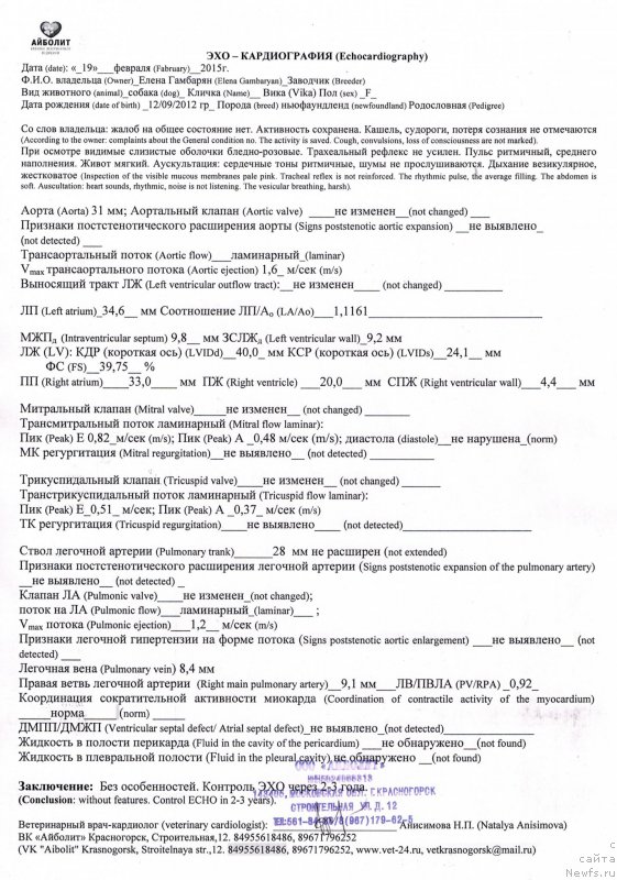 Фото: ньюфаундленд Сент Джонс Вива Виктория (Sent Djons Viva Viktoria)