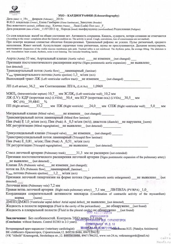 Фото: ньюфаундленд Аквиан Сонг Леди Ин Блэк