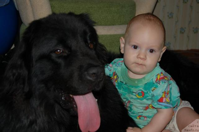 Фото: ньюфаундленд Рыцарь Благородный от Марлеон Дусвик