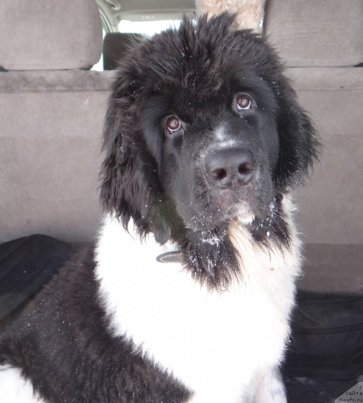 Фото: ньюфаундленд Беатрис Бьютифул от Сибирского Медведя