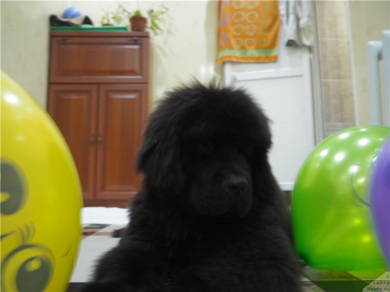 Фото: ньюфаундленд Ньюфорт Астон Мартин для С'Нежной Вьюги