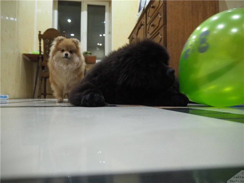 Фото: ньюфаундленд Ньюфорт Астон Мартин для С'Нежной Вьюги