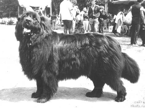 Фото: ньюфаундленд Алиса Уст Жон