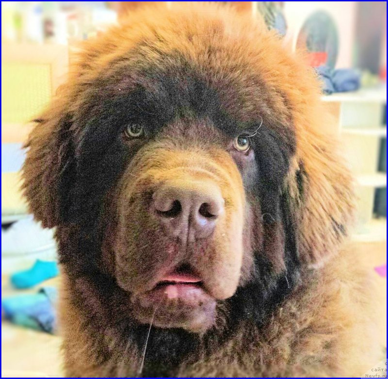 Фото: ньюфаундленд Браунблад МСК Хаким Голд Хайдар (Brownblood MSK Hakim Gold Haydar)