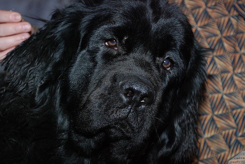 Фотография № 175308