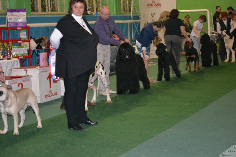 Фото: ньюфаундленд Симбад Покоритель Морей