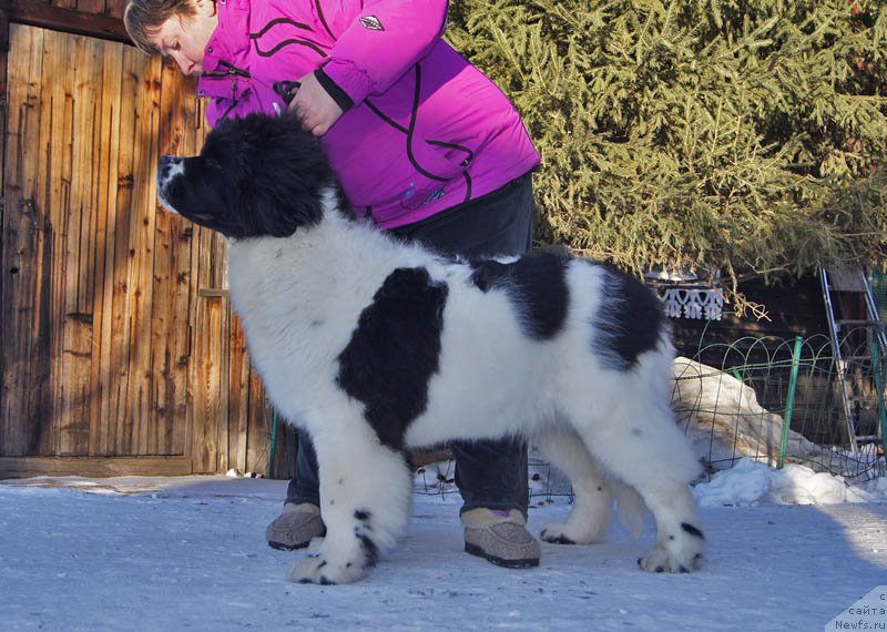 Фото: ньюфаундленд Супер Бизон Мурсиелага