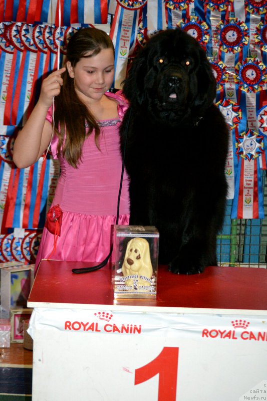 Фото: ньюфаундленд Дар Свезы Со Ит Шелл Би (Dar Svezy So it Shell Be), Ольга Будина