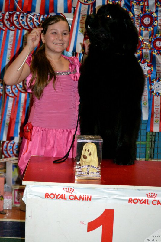 Фото: ньюфаундленд Дар Свезы Со Ит Шелл Би (Dar Svezy So it Shell Be), Ольга Будина