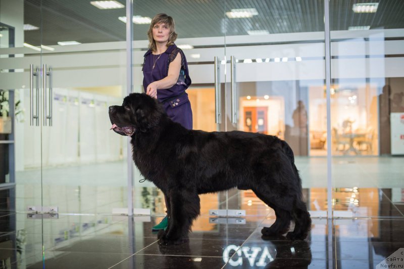 Фото: ньюфаундленд Смигар Ливерпульский Четвертак (Smigar Liverpulsiy Chetvertak)