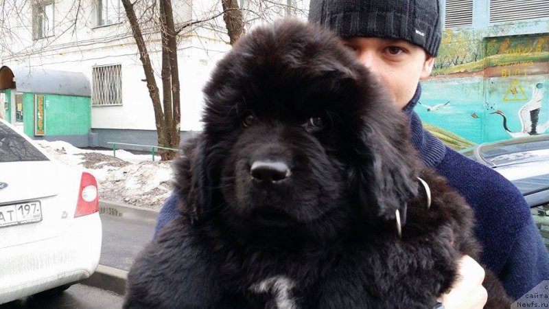 Фото: ньюфаундленд Garde-marine Dinastiya Soverchenstva