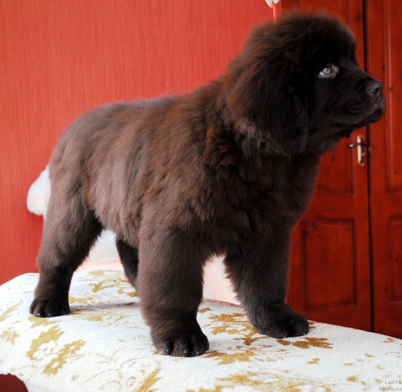 Фото: ньюфаундленд Моя Стихия Король Лев