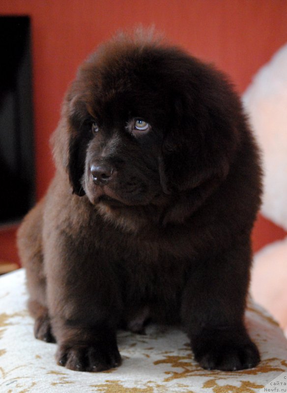 Фото: ньюфаундленд Моя Стихия Король Лев