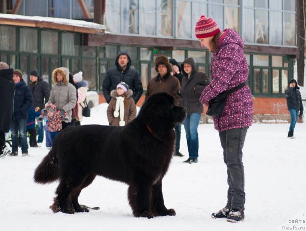 Фото: ньюфаундленд Кипер Соул Лайон Хэерт, Ольга Иванова