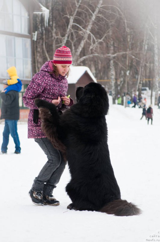 Фото: ньюфаундленд Кипер Соул Лайон Хэерт, Ольга Иванова
