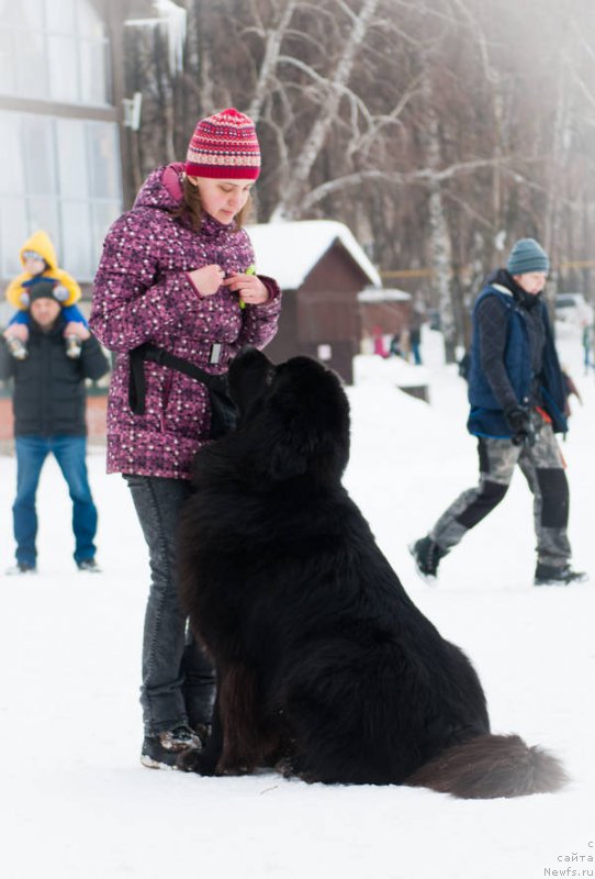 Фото: ньюфаундленд Кипер Соул Лайон Хэерт, Ольга Иванова
