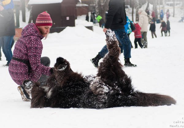 Фото: ньюфаундленд Кипер Соул Лайон Хэерт, Ольга Иванова