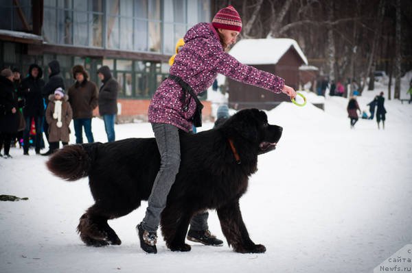 Фото: ньюфаундленд Кипер Соул Лайон Хэерт, Ольга Иванова