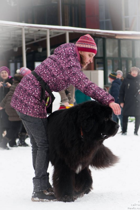 Фото: ньюфаундленд Кипер Соул Лайон Хэерт, Ольга Иванова
