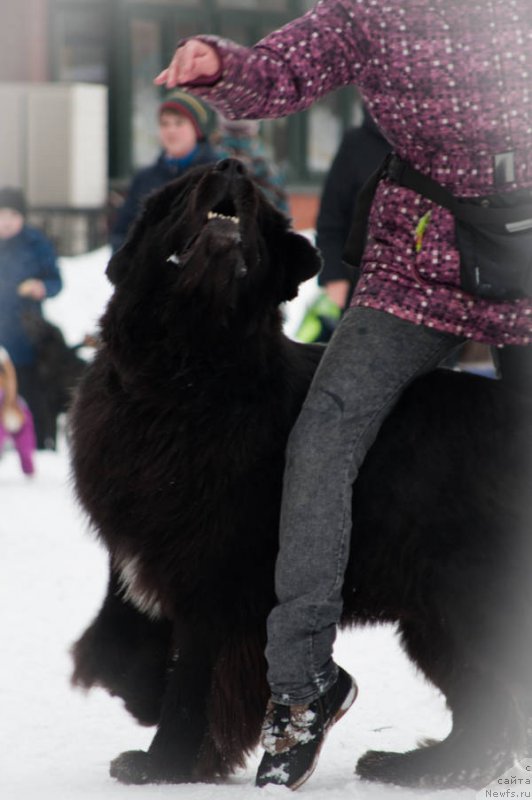 Фото: ньюфаундленд Кипер Соул Лайон Хэерт, Ольга Иванова