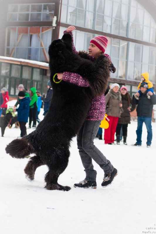 Фото: ньюфаундленд Кипер Соул Лайон Хэерт, Ольга Иванова
