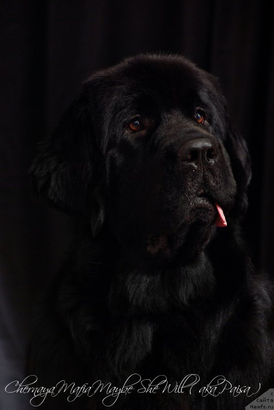 Фото: ньюфаундленд Черная Мафия Маубе Ше Вилл (Chernaya Mafia Maybe She Will)
