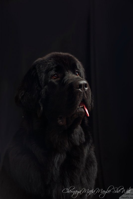 Фото: ньюфаундленд Черная Мафия Маубе Ше Вилл (Chernaya Mafia Maybe She Will)