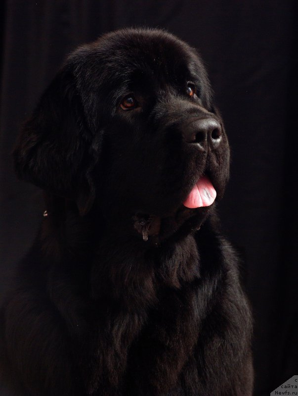 Фото: ньюфаундленд Черная Мафия Маубе Ше Вилл (Chernaya Mafia Maybe She Will)