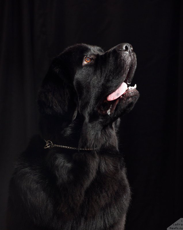 Фото: ньюфаундленд Черная Мафия Маубе Ше Вилл (Chernaya Mafia Maybe She Will)