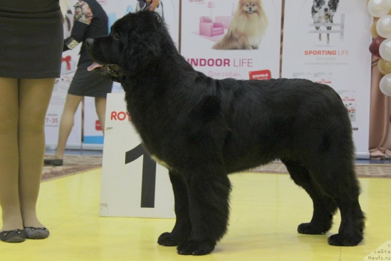 Фото: ньюфаундленд Аквиан Сонг Океаник Винд