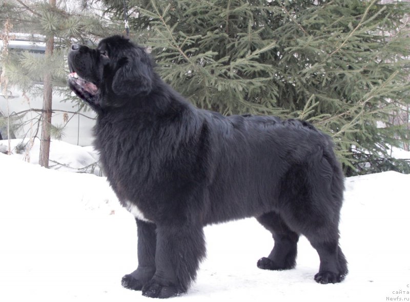 Фото: ньюфаундленд Аквиан Сонг Идзуми