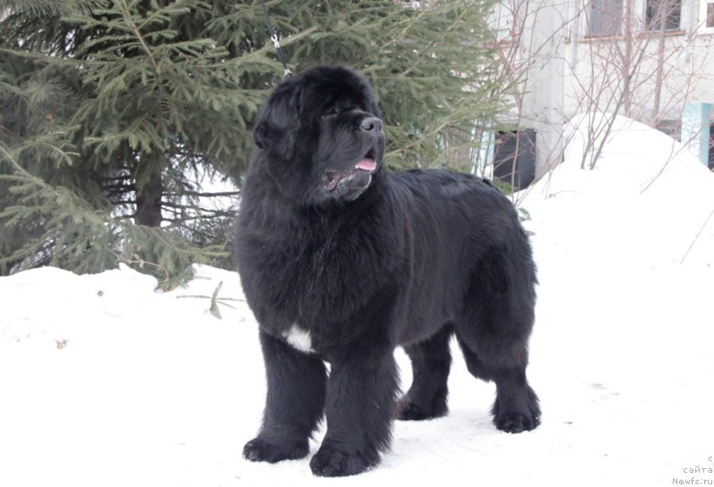 Фотография № 175396