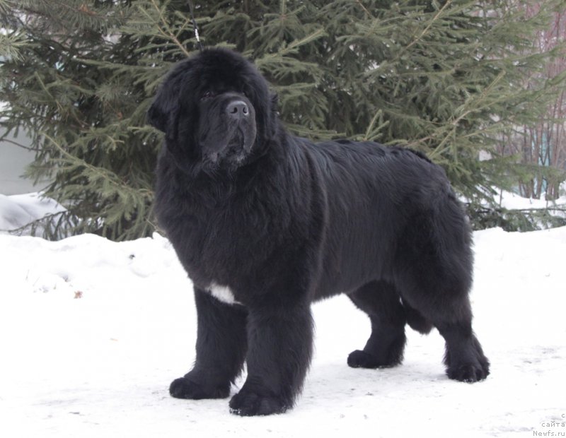 Фотография № 175398