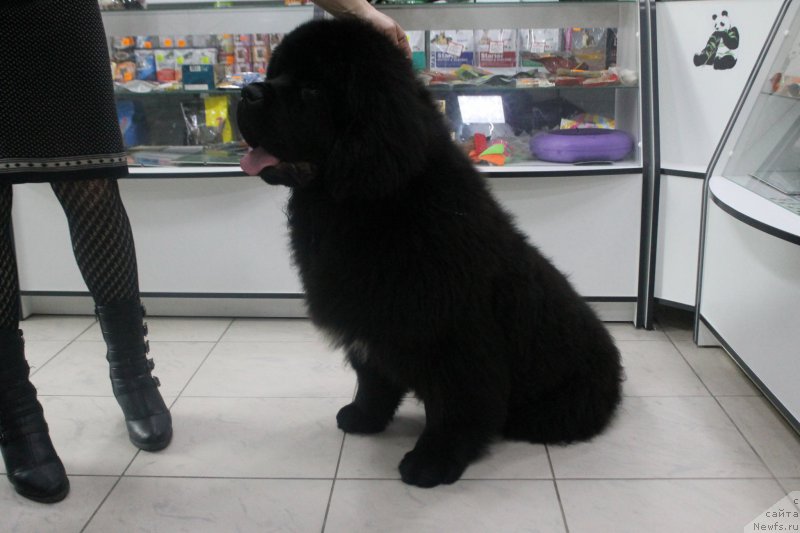 Фотография № 175407