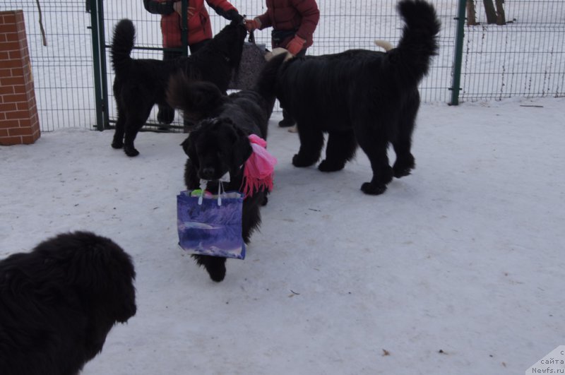 Фото: ньюфаундленд Black Blues iz Volotova