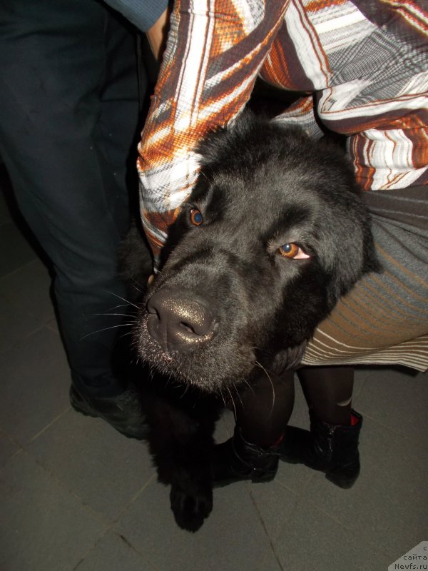 Фото: ньюфаундленд Эхо Москвы с Берега Дона (Eho Moskvy s Berega Dona)